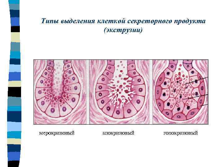 Клетка выделяет. Экскреция клетки. Секреторные эпителиальные клетки на. !Клеточное выделение. Типы выделения клеток.