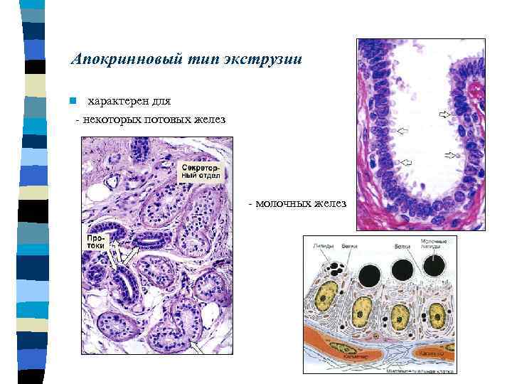 Апокринновый тип экструзии характерен для - некоторых потовых желез n - молочных желез 