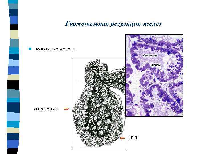 Гормональная регуляция желез n молочные железы окситоцин ЛТГ 