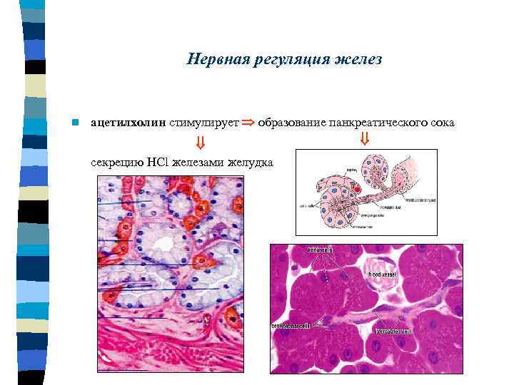 Хромаффинные клетки надпочечников