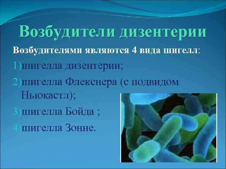 Возбудители дизентерии Возбудителями являются 4 вида шигелл: 1)шигелла дизентерии; 2)шигелла Флекснера (с подвидом Ньюкастл);