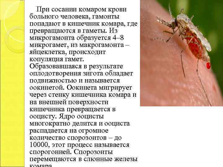 При сосании комаром крови больного человека, гамонты попадают в кишечник комара, где превращаются в