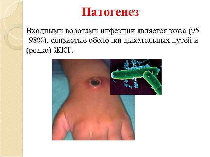 Патогенез Входными воротами инфекции является кожа (95 -98%), слизистые оболочки дыхательных путей и (редко)