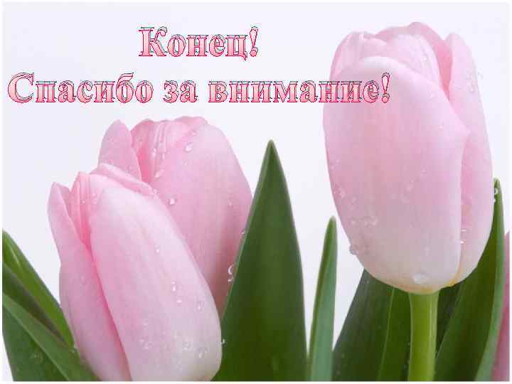 Конец! Спасибо за внимание! 