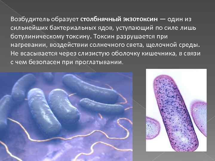 Возбудитель образует столбнячный экзотоксин — один из сильнейших бактериальных ядов, уступающий по силе лишь