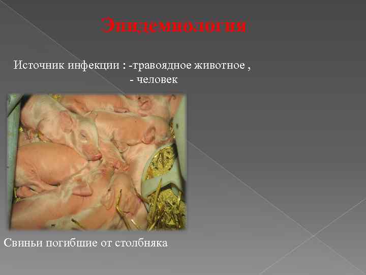 Эпидемиология Источник инфекции : -травоядное животное , - человек Свиньи погибшие от столбняка 