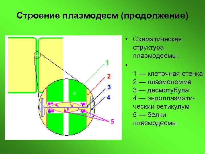 В клетках растений над мембраной располагается