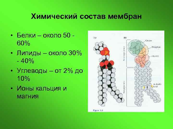 Химический состав биологических. Химический состав биологических мембран. Структура клеточных мембран химия. Биологические мембраны клетки химический состав. Химический состав клеточной мембраны.