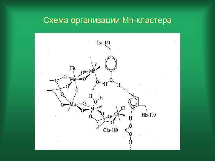 Схема организации Mn-кластера 