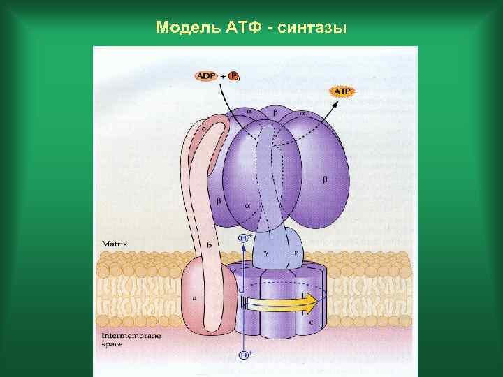 Модель АТФ - синтазы 