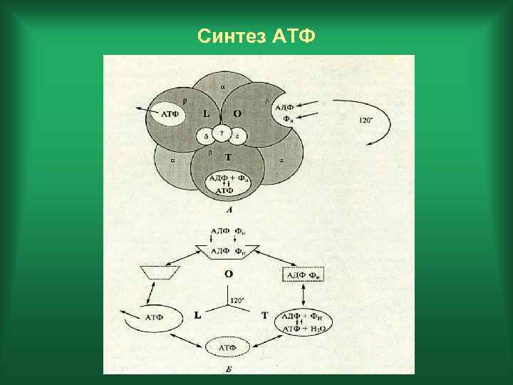 Синтез АТФ 