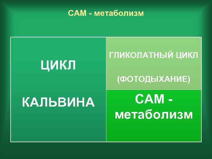 САМ - метаболизм ЦИКЛ ГЛИКОЛАТНЫЙ ЦИКЛ (ФОТОДЫХАНИЕ) КАЛЬВИНА САМ метаболизм 