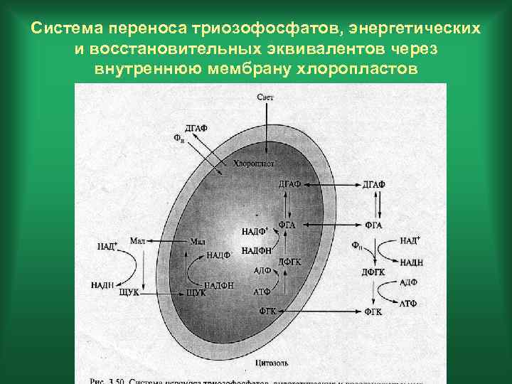 Система переноса триозофосфатов, энергетических и восстановительных эквивалентов через внутреннюю мембрану хлоропластов 