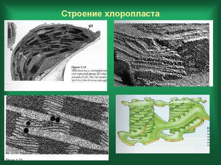 Строение хлоропласта 