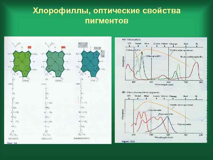 Хлорофиллы, оптические свойства пигментов 