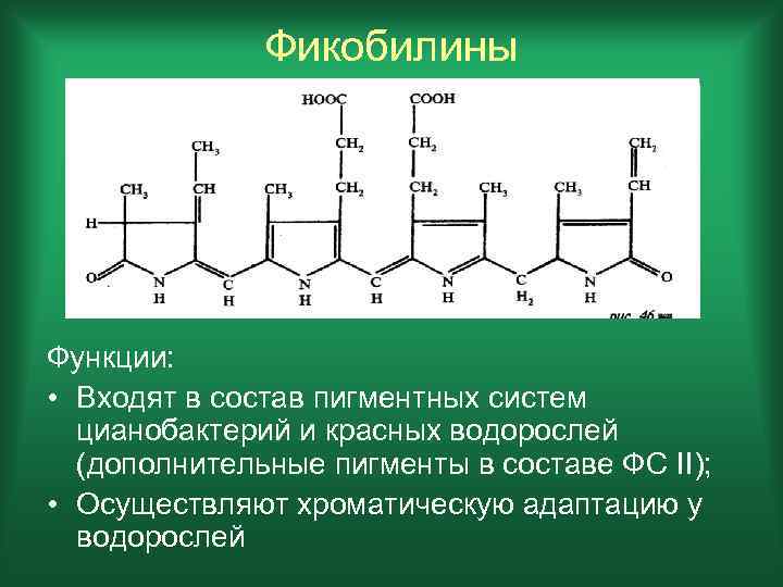 Фикобилины Функции: • Входят в состав пигментных систем цианобактерий и красных водорослей (дополнительные пигменты