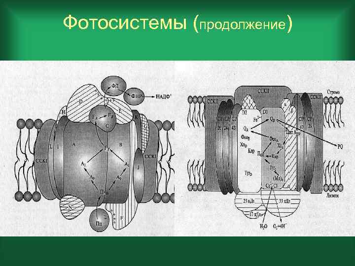 Фотосистемы (продолжение) 