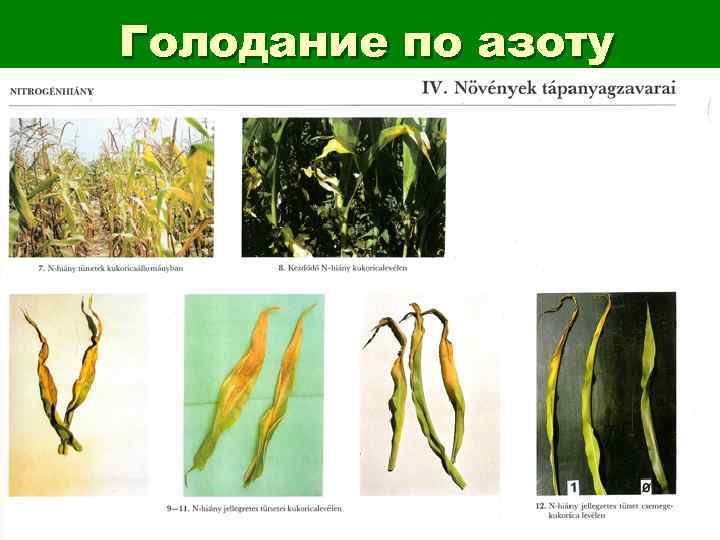 Голодание по азоту 