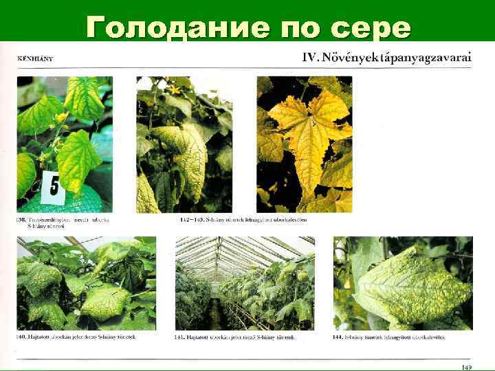 Голодание по сере 