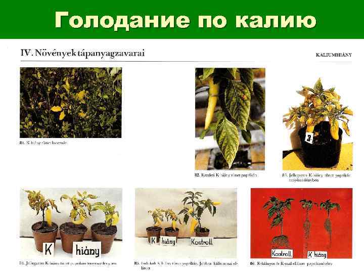 Голодание по калию 