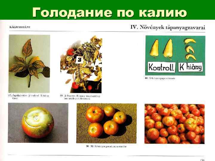 Голодание по калию 