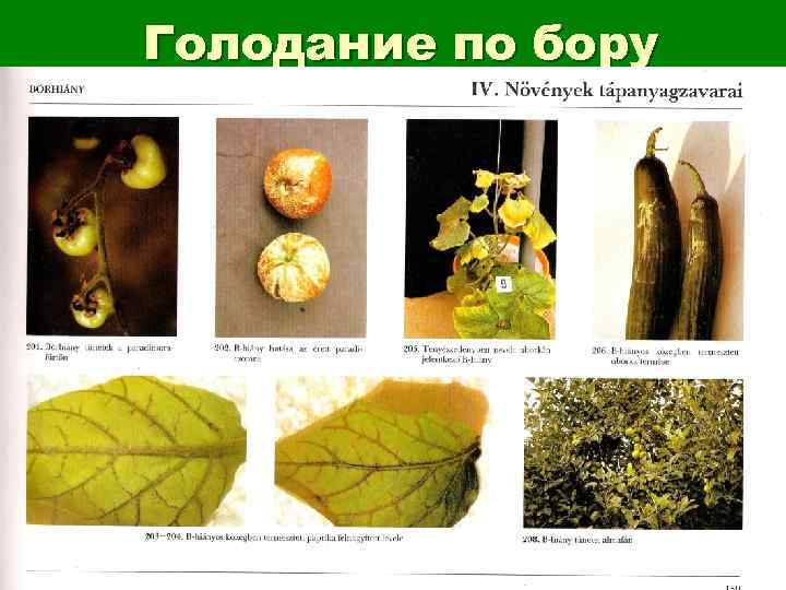 Голодание по бору 