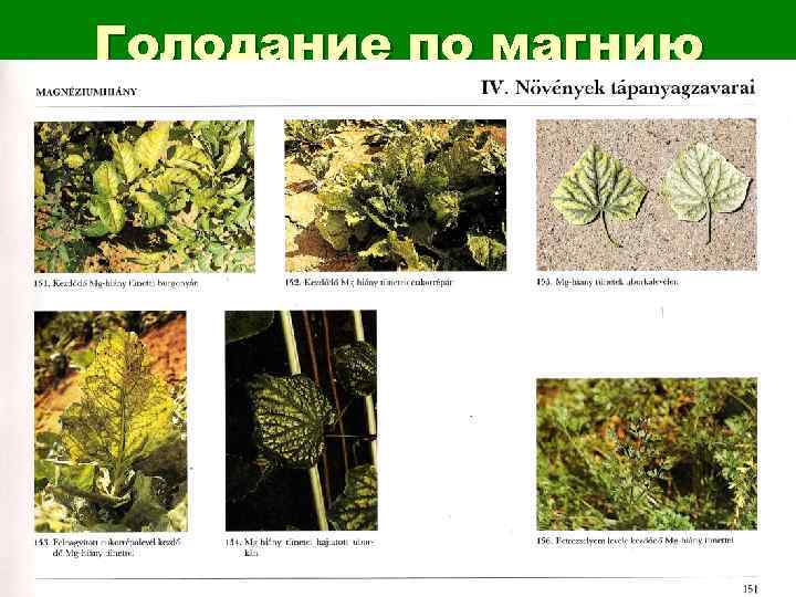 Голодание по магнию 