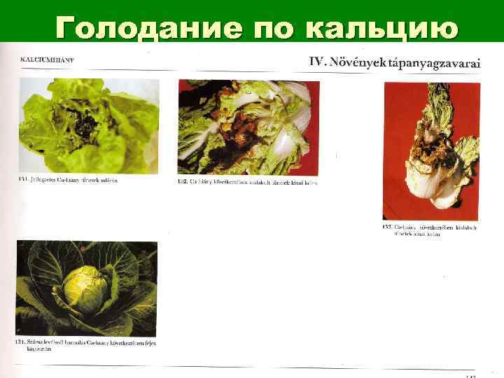 Голодание по кальцию 