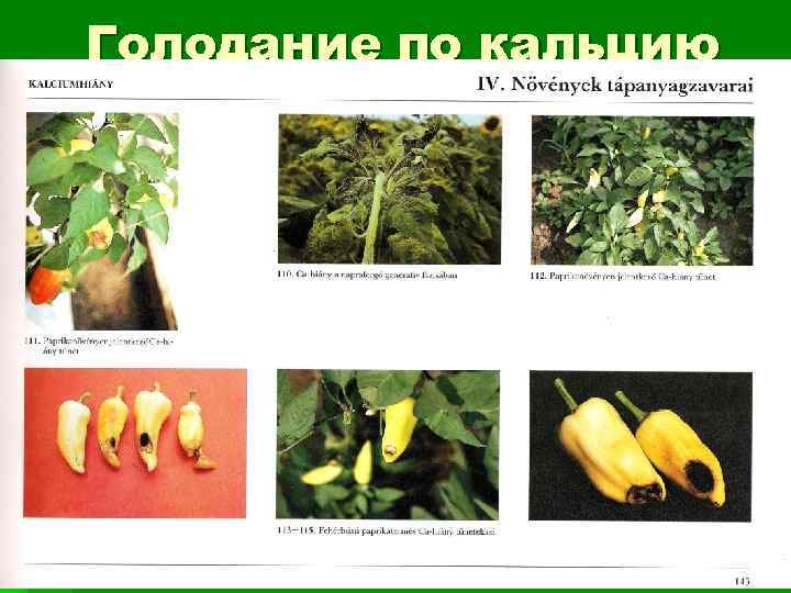 Голодание по кальцию 