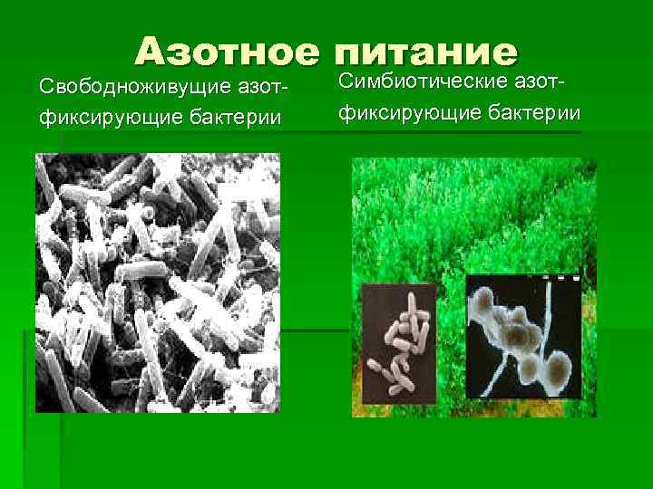 Схема доказывающая что минеральное питание животных и человека зависит от растений