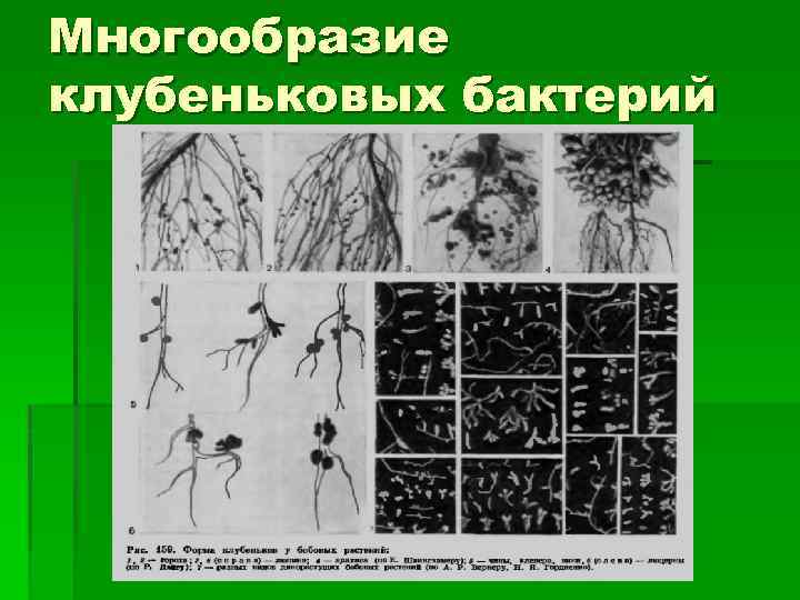 Многообразие клубеньковых бактерий 