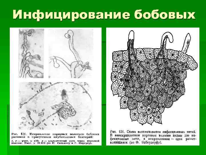 Схема минеральное питание животных и человека зависит от растений