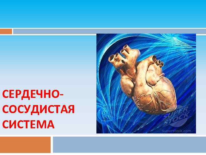 СЕРДЕЧНОСОСУДИСТАЯ СИСТЕМА 