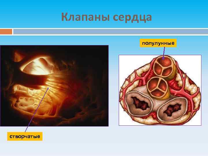 Створчатые клапаны сердца