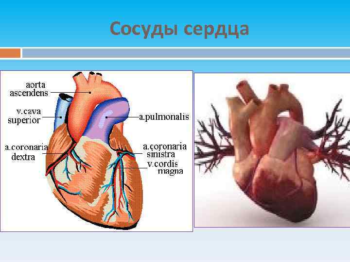 Левый отдел сердца. Отделы сердца. Отделы сердца и сосуды. Вена сердца расположение. Отделы сердца сосуды сердца.