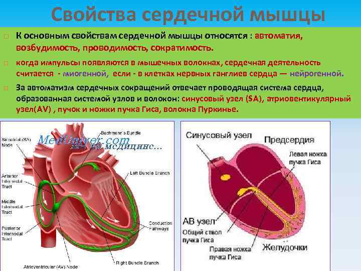 Проводящая система сердца механизм автоматии сердца презентация