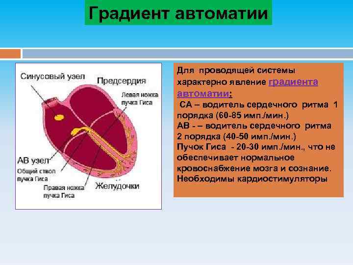 Проводящая система сердца механизм автоматии сердца презентация