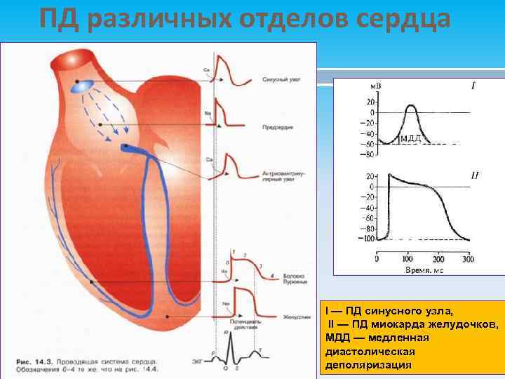 ПД различных отделов сердца I — ПД синусного узла, II — ПД миокарда желудочков,