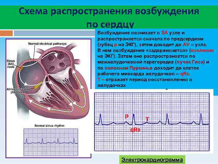 Возбуждение сердца