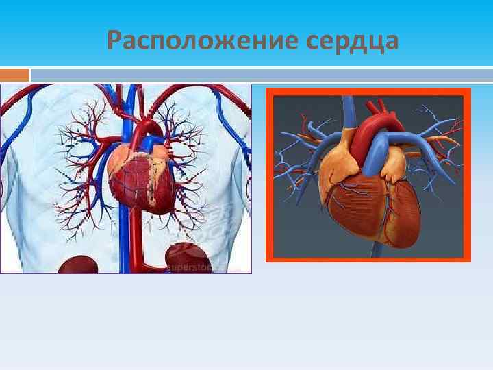 Расположи сердце. 18. Строение, расположение сердца.. Сердечнососудистая мыщйц. Сердце расположено в соединительной сумке. Расположение сердца у человека разного Конституции.