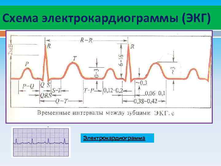Схема электрокардиограммы (ЭКГ) Электрокардиограмма 