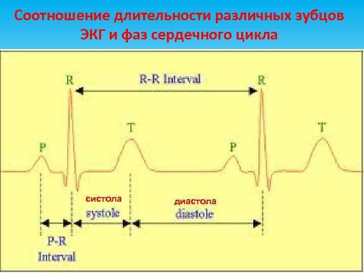 Соотношение длительности различных зубцов ЭКГ и фаз сердечного цикла систола диастола 