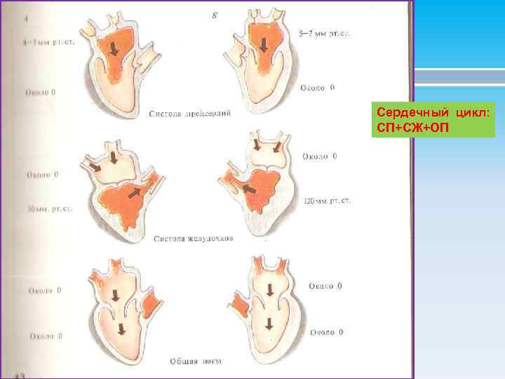 Сердечный цикл: СП+СЖ+ОП 