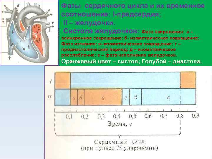 Цикл желудочков. Систола желудочков фаза напряжения. Систола желудочков фаза напряжения и изгнания. Систола желудочков период напряжения. Фаза асинхронного сокращения сердца.