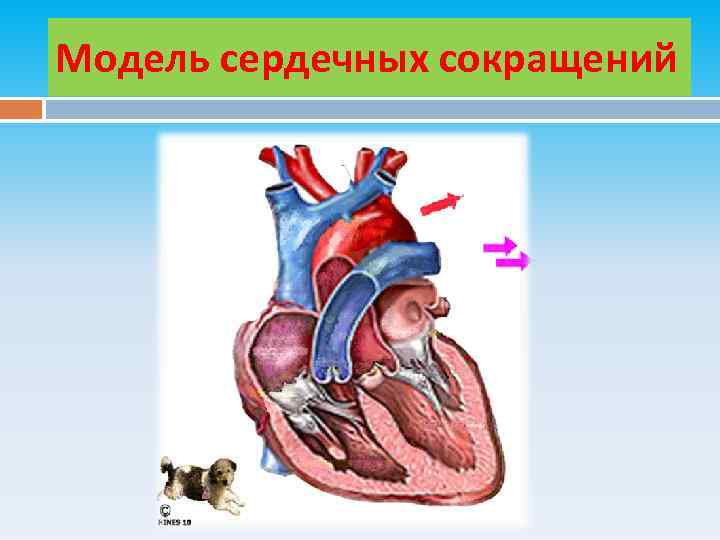 Обозначьте структуры сердца пронумерованные на рисунке