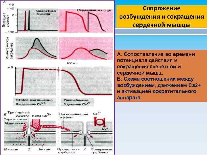 Сопряжение возбуждения и сокращения сердечной мышцы А. Сопоставление во времени потенциала действия и сокращения