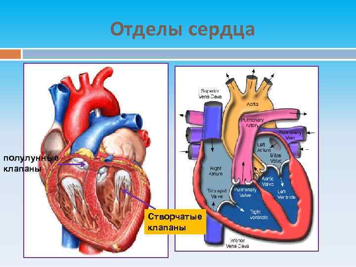 Отделы сердца