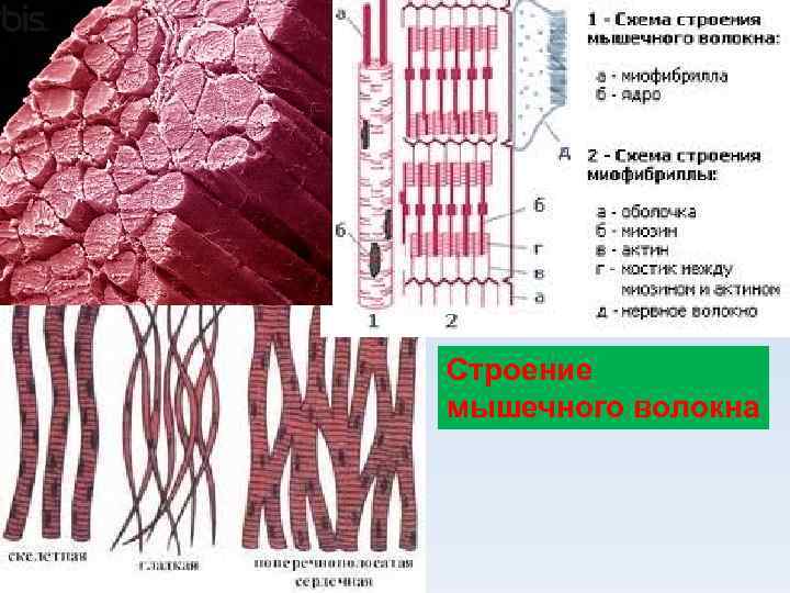 Строение мышечного волокна 