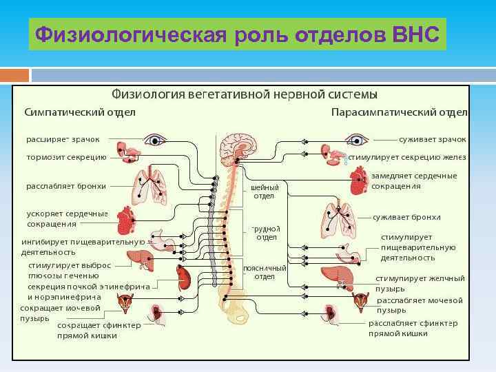 Симпатическая и парасимпатическая нервная система. Симпатический отдел и парасимпатический отдел.