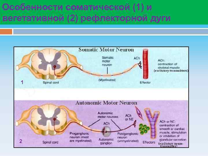 Особенности соматической (1) и вегетативной (2) рефлекторной дуги 1 2 